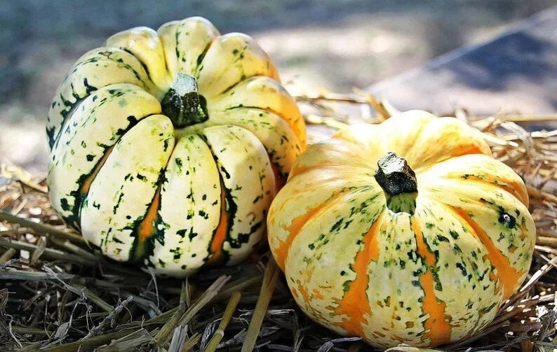 Carnival Squash Seeds - Organic Cucurbita pepo, Vining, Colorful, USA Grown, Non-GMO, Free Shipping