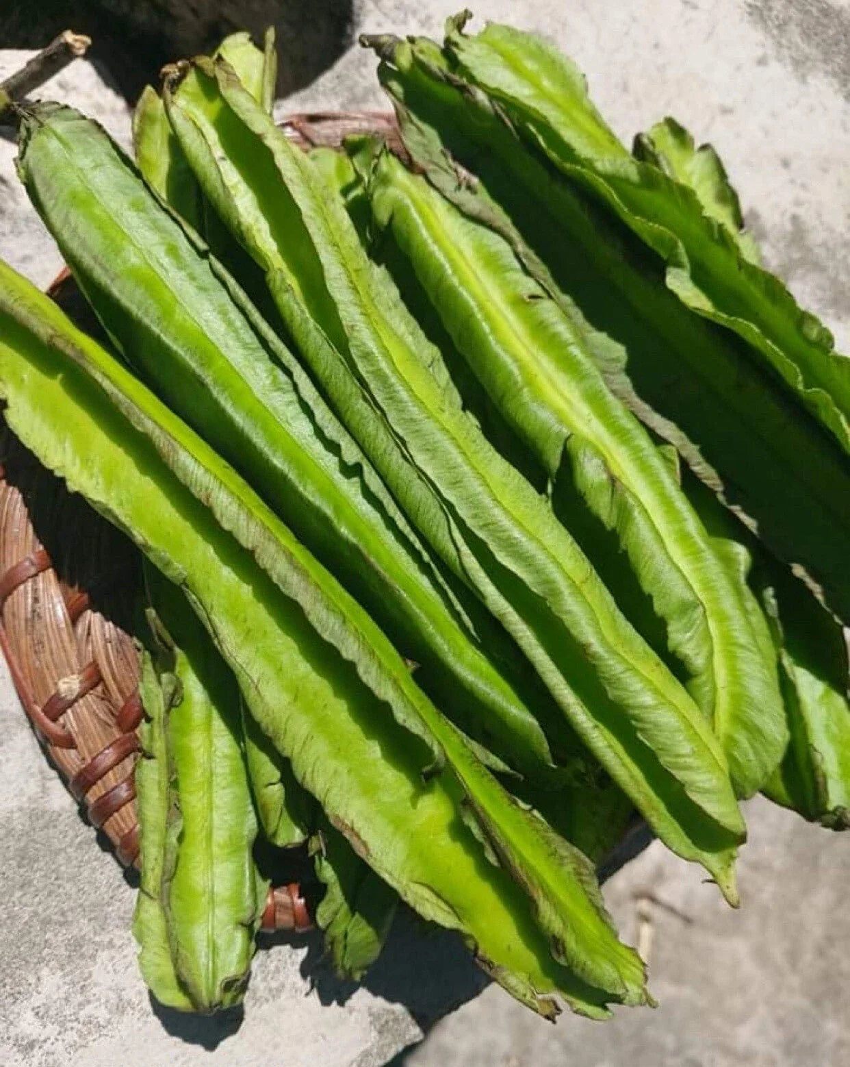 Winged Bean Seeds Pack | Edible Pods & Leaves | Psophocarpus tetragonolobus | Tropical Vegetable Seeds | Free US Shipping