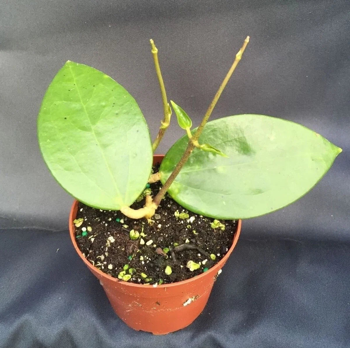 Rare Hoya pottsii Plant - Rooted 3" Pot, Trailing Indoor Hoya, Waxy Green Leaves, Fragrant Star-Shaped Flowers