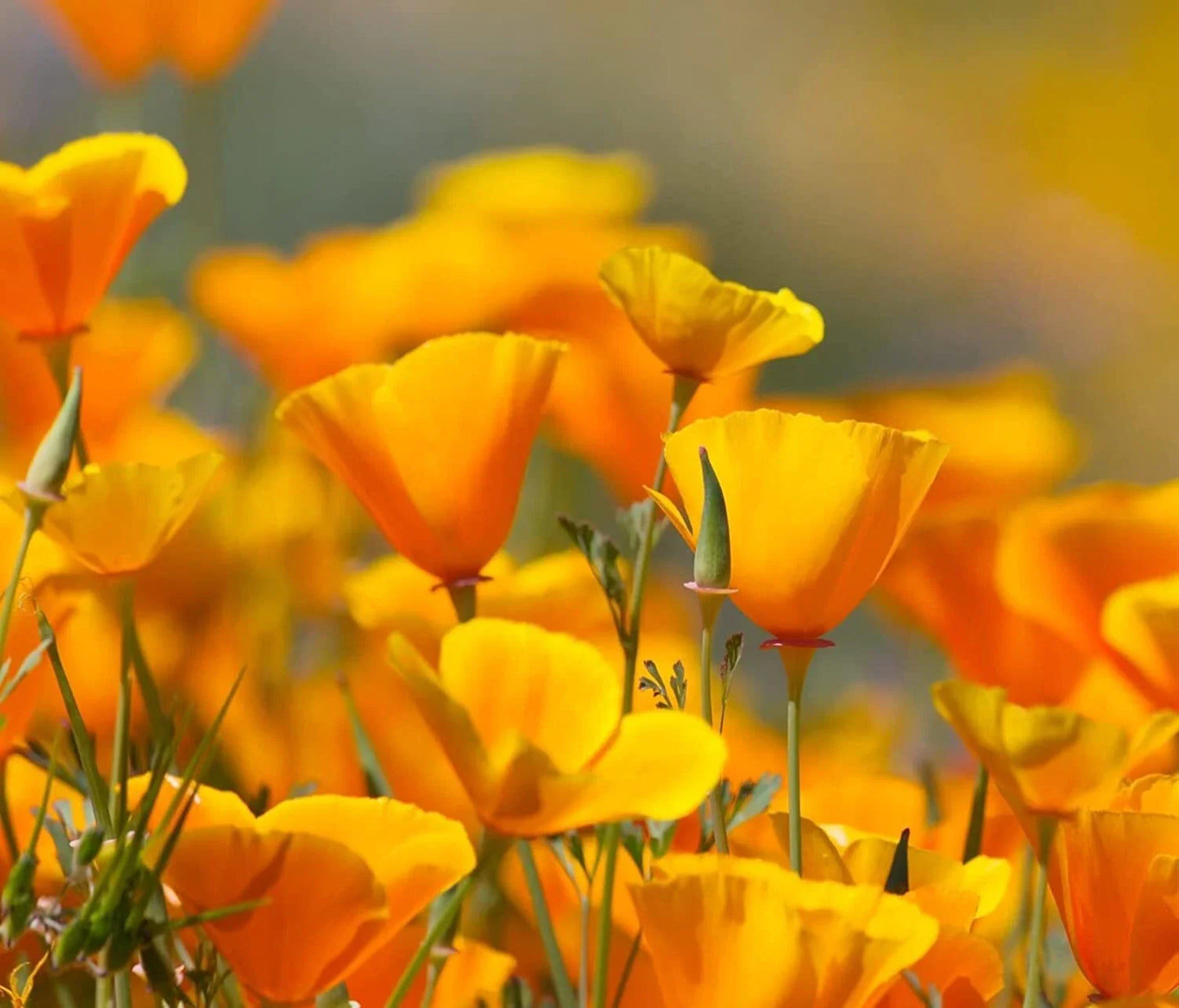California Poppy Flower Seeds - 5,000 Count - Bright Orange Blooms - Eschscholtzia californica - Easy to Grow, Drought Tolerant