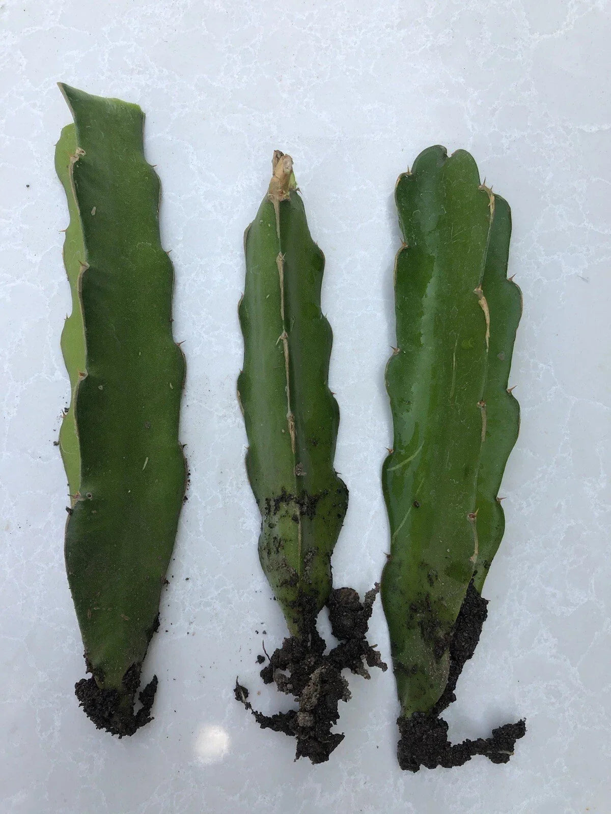 White Dragon Fruit Cuttings - 3 Live Hylocereus undatus Plants with Roots Ready to Plant