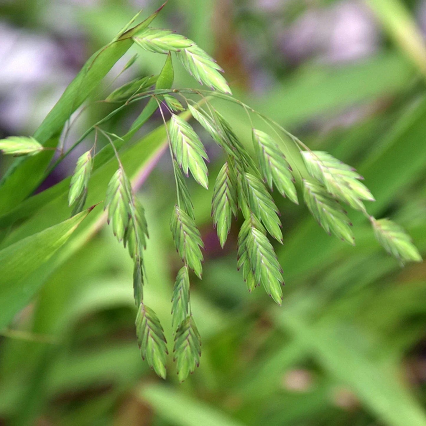 Northern Sea Oat Seeds - 30 Seeds | Ornamental Perennial Grass Chasmanthium latifolium