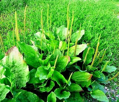 Wide Leaf Plantain Seeds 500 Count, Plantago Major, Perennial Ground Cover, Herbal Remedies, Medicinal Uses, Easy to Grow