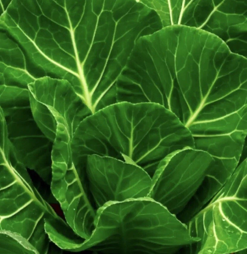 Champion Collard Greens Seeds - 2,000+ Non-GMO Brassica oleracea var. viridis Vegetable Seeds