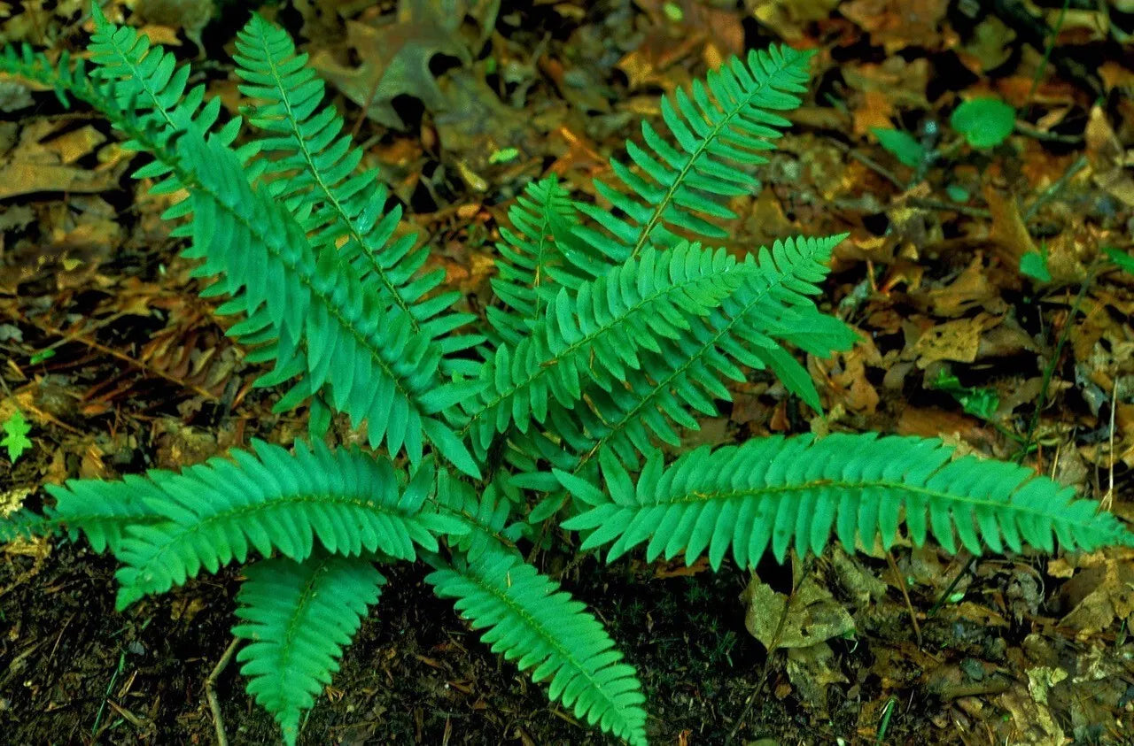 Christmas Ferns 2-Pack Shade Garden Plants Polystichum acrostichoides Evergreen Fronds Ground Cover