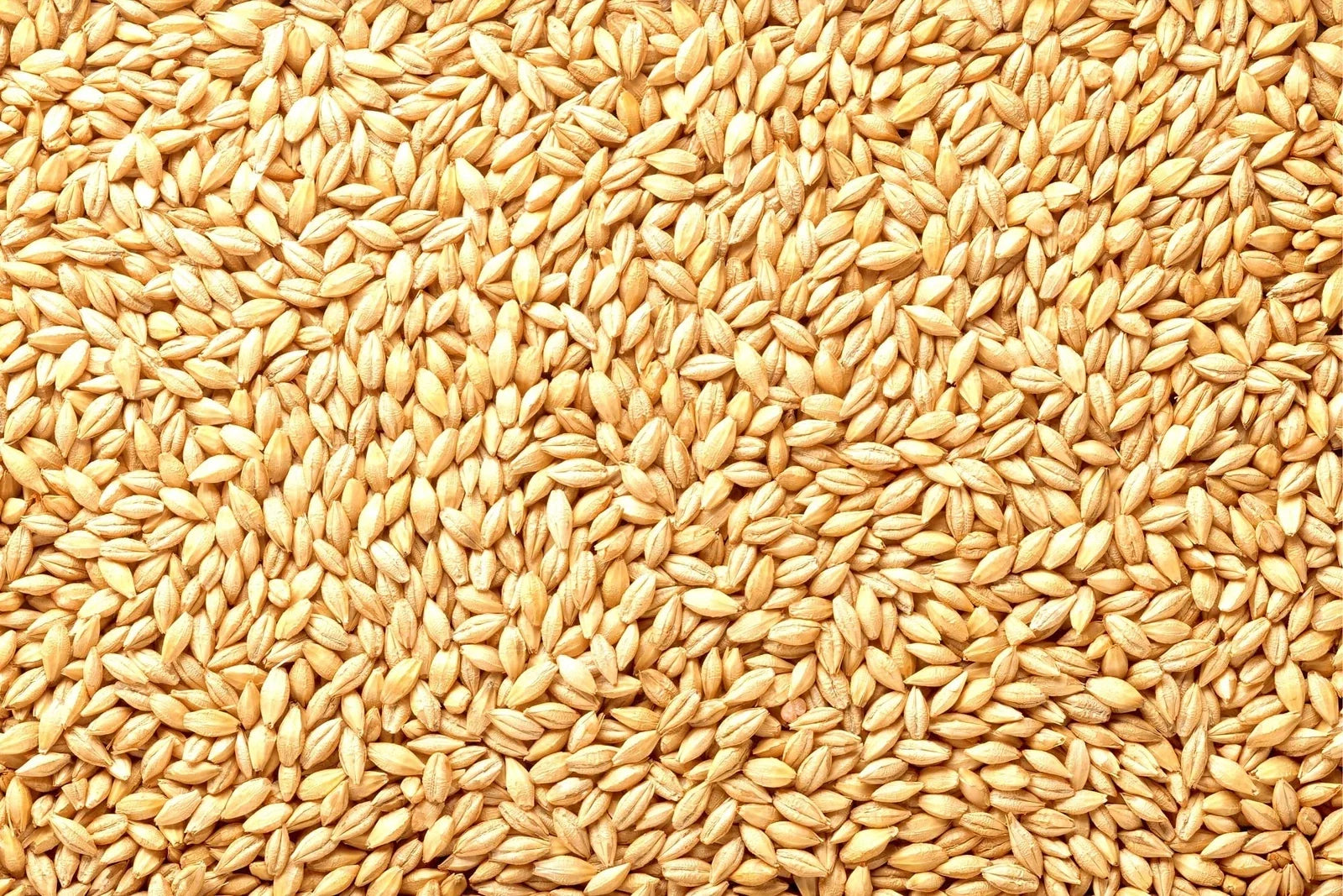 Whole Barley Seeds 1 lb for Juicing, Malt Brewing, Beer Making | Hordeum vulgare Organic