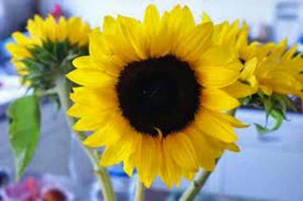 Mammoth Grey Stripe Sunflower Seeds Pack | Helianthus annuus | 25+ Freshly Harvested Seeds for Tall, Stunning Blooms