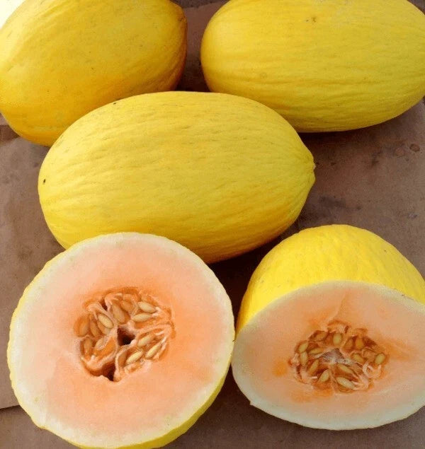 Fresh Sweet Crenshaw Melon Seeds - 20 Premium Cucumis melo var. inodorus, Juicy, Sweet, High Germination Rate