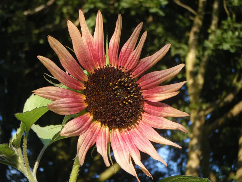 Sunflower Seeds Indian Blanket Wildflower - 25+ Pack - Annual - USA Seller