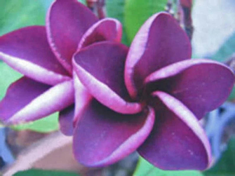 Purple Plumeria Seeds - 5 Perennial Frangipani Seeds for Garden, Pot, or Landscape - Plumeria rubra, Tropical Flower Seeds