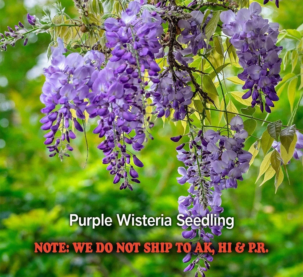 Purple Wisteria Live Plant Seedling in 2.5" Pot - Wisteria sinensis - Ready to Grow