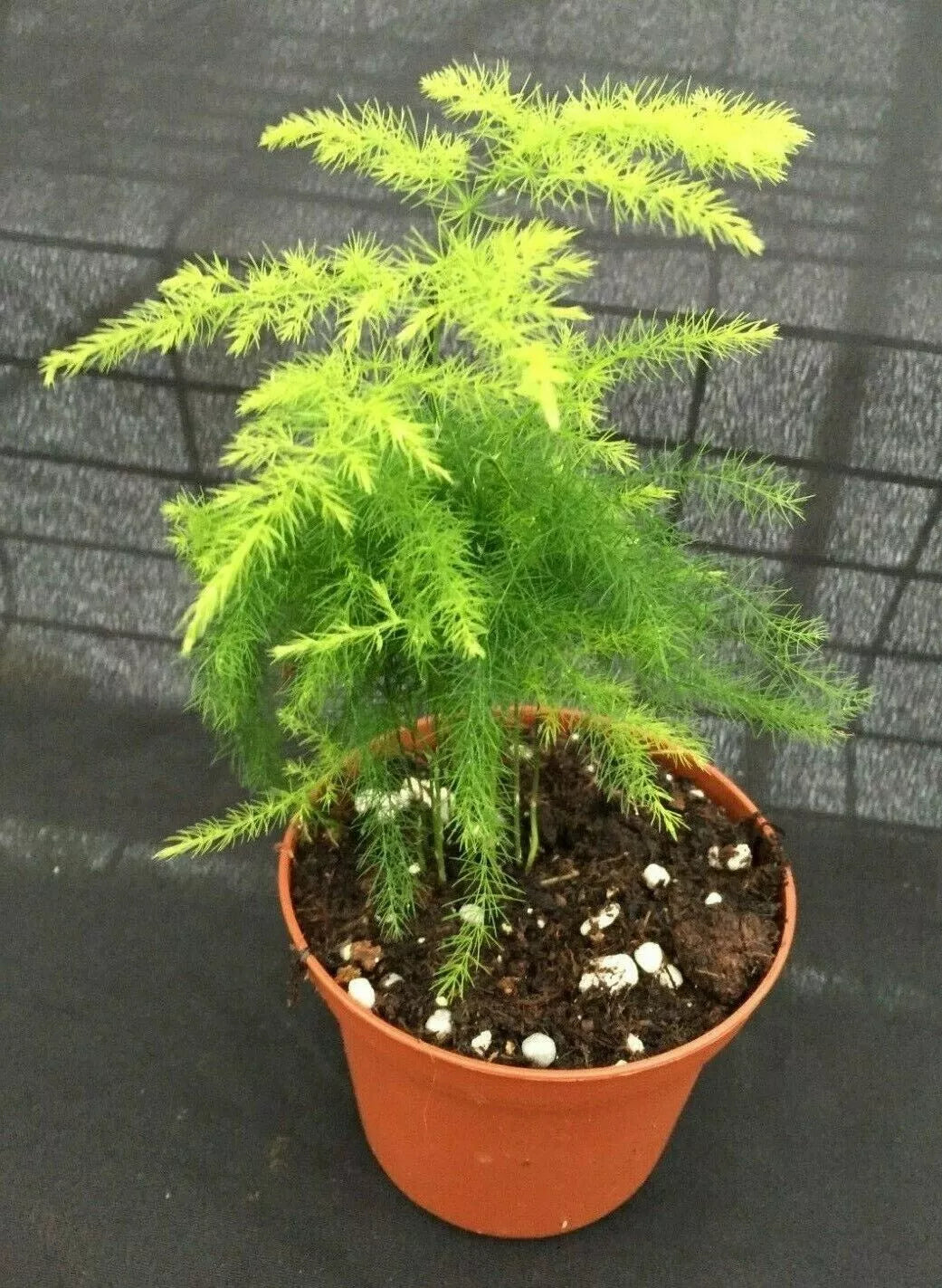 Asparagus Plumosus Fern Plant 3" Pot | Live Indoor Houseplant | Feathery Foliage | Asparagus plumosus