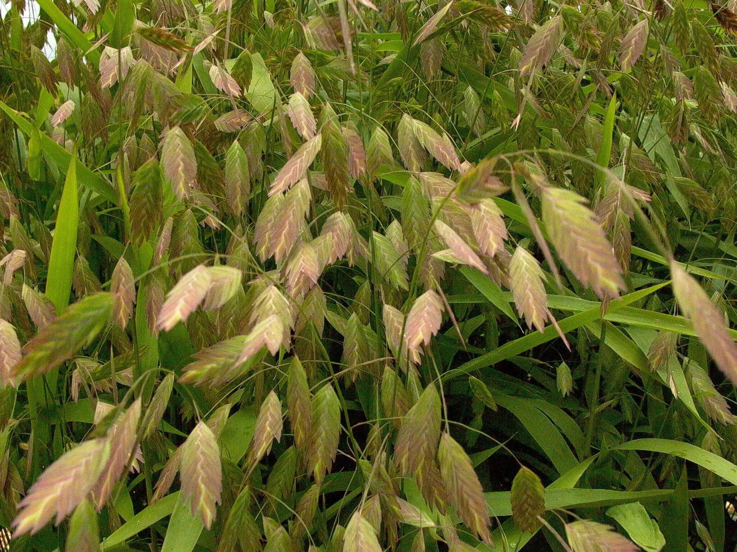 Northern Sea Oats Roots, Chasmanthium latifolium, Native Grass, Ornamental, Organic, Bare Root, 10 Pack