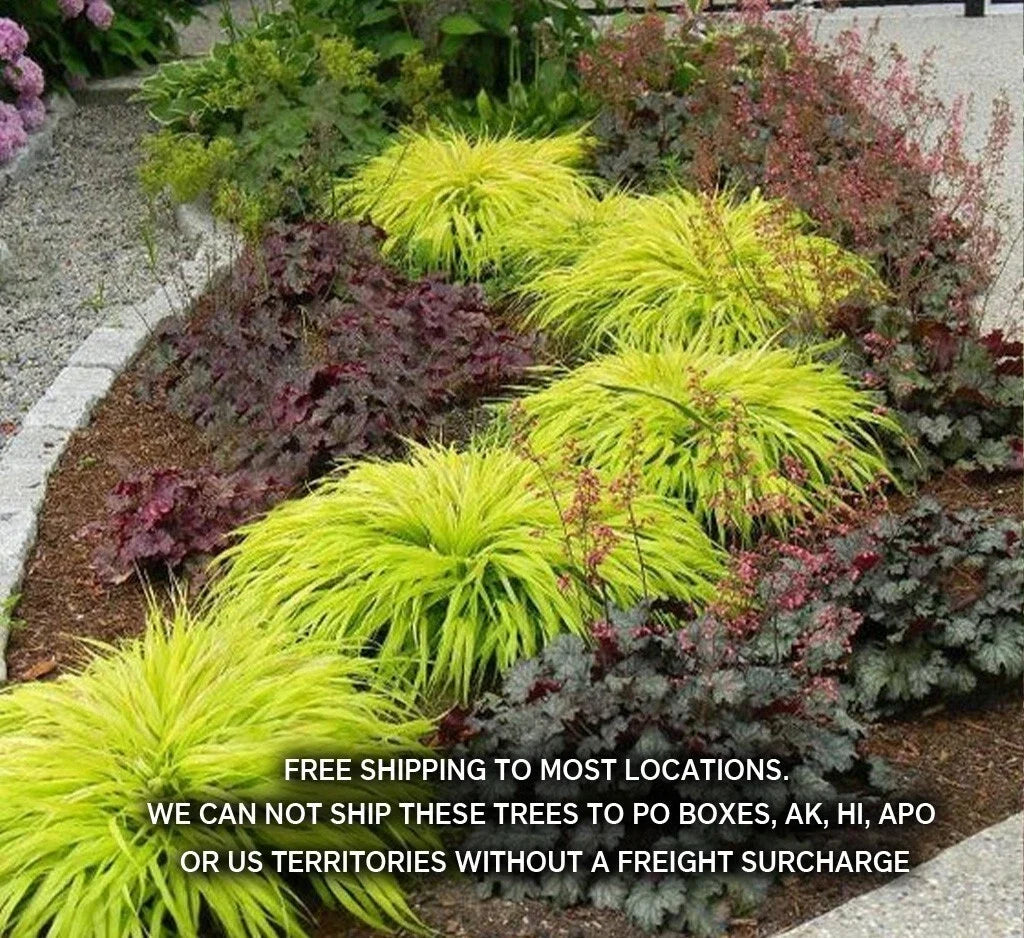 Japanese Forest Grass Plants - All Gold or Aureola, Ornamental Hakonechloa macra, 1 Gallon Pot