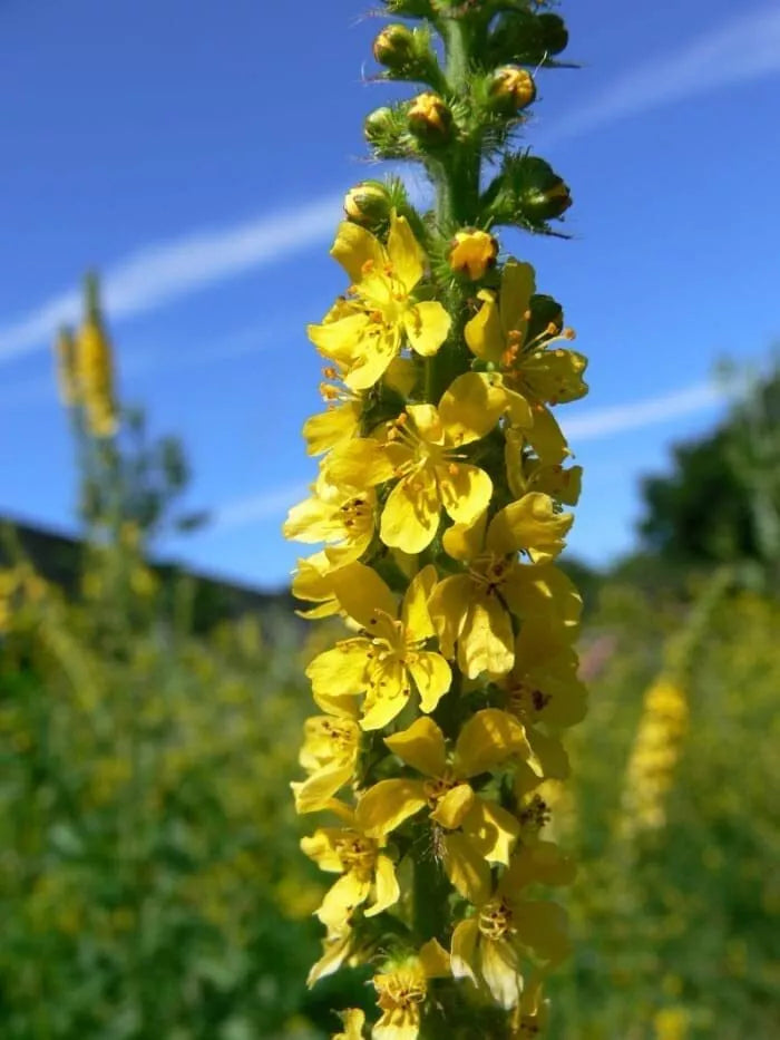 Wildflower Seeds for Planting - Church Steeples (Agrimonia eupatoria) - 100 Seeds for Naturalized Gardens and Pollinator Attracting