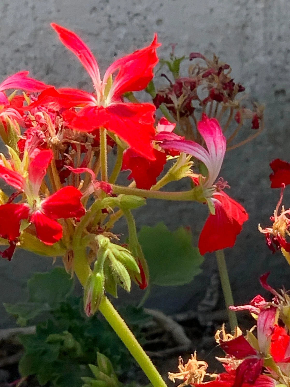 Geranium Cuttings 6" Red Pelargonium FIREWORKS Live Flower Plant Unrooted Propagation