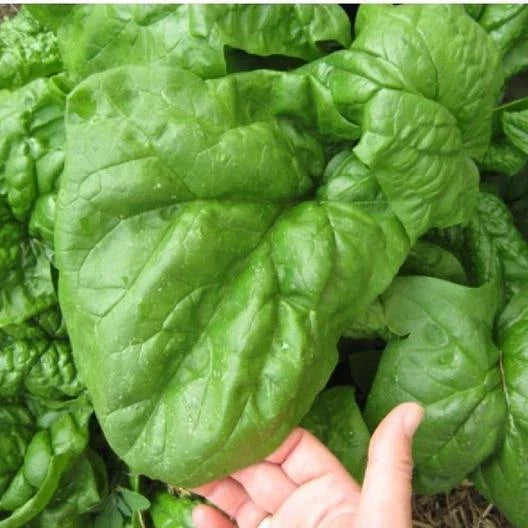 Giant Noble Spinach Seeds 100 Bulk Non-GMO Heirloom Spinacia oleracea for Large Leaves, Salad & Cooking