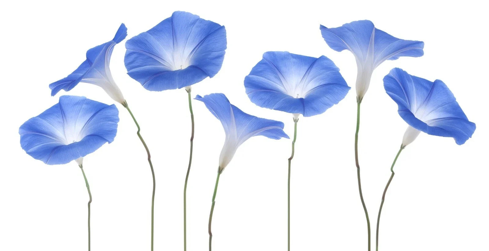 Exotic Morning Glory Flowering Vine Seeds - 50 Pack, Purple Blooms, Ipomoea tricolor, Climbing Vine for Gardens & Trellises