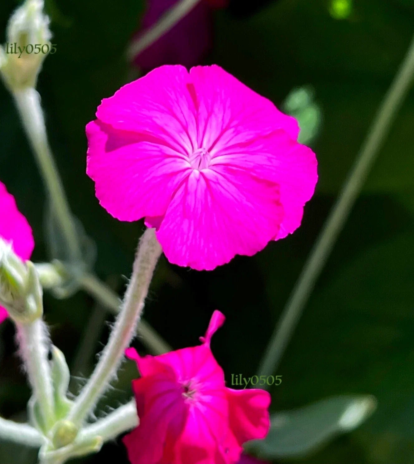 Rose Campion Plants - 5 Bareroot Perennials with Magenta Flowers, Self-Seeding, Deer Proof, Lychnis coronaria