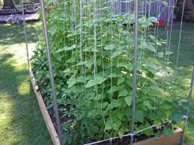 Kentucky Wonder Pole Bean Seeds - Heirloom Climbing Beans - Phaseolus vulgaris