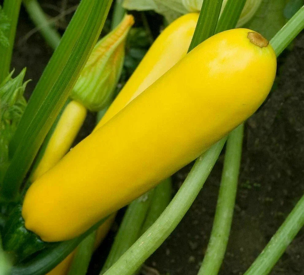 Golden Zucchini Seeds 30+ Pack | Organic Summer Squash Cucurbita pepo