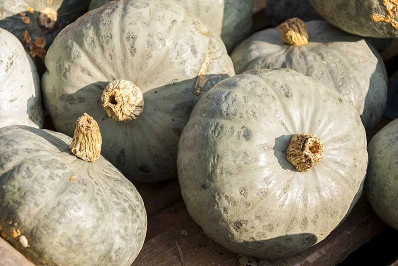 Blue Prince Pumpkin Seeds - 25+ Pack - Non-GMO Heirloom Cucurbita pepo - USA Grown