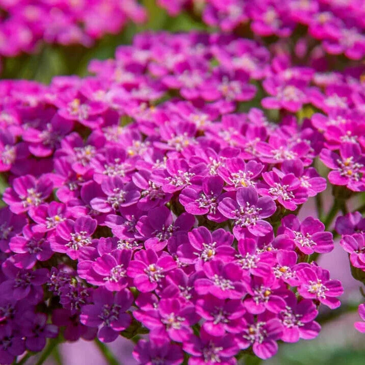 Cerise Queen Yarrow Seeds | Achillea millefolium 'Cerise Queen' | Pink Flowers | Non-GMO, Bulk Pack