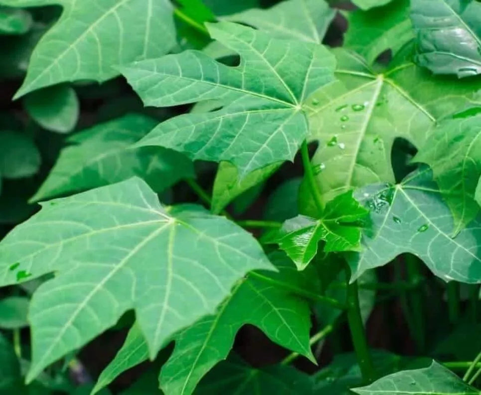 Chaya Cuttings 4 Pack 8-10'' Organic Deeply Lobed Variety | Mayan Miracle Spinach Tree