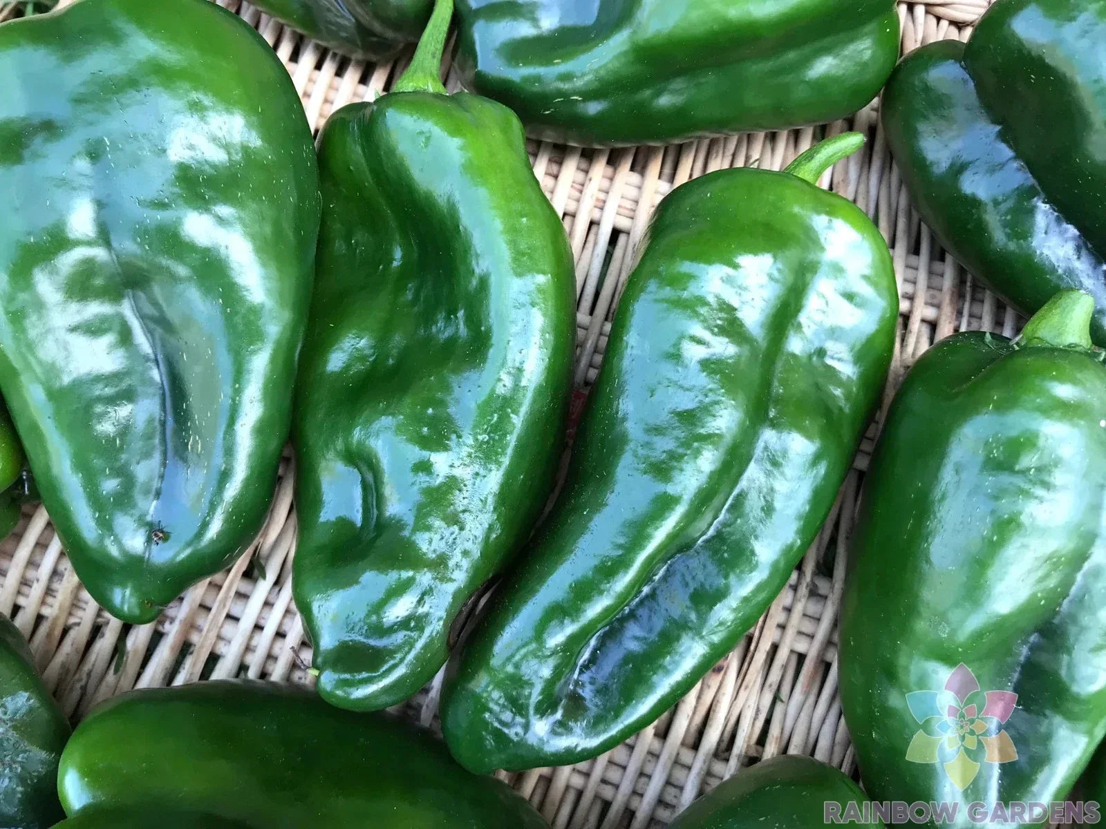 Ancho Poblano Hot Pepper Seeds - 25+ Pack, Capsicum annuum, Gourmet Culinary, Garden Planting, Non-GMO, Easy to Grow