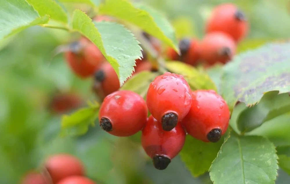 Dog Rose Bush Seeds - Rosa canina - Pink Flowers & Red Berries - 50 Count for Garden, Wildlife & Pollinator Attraction