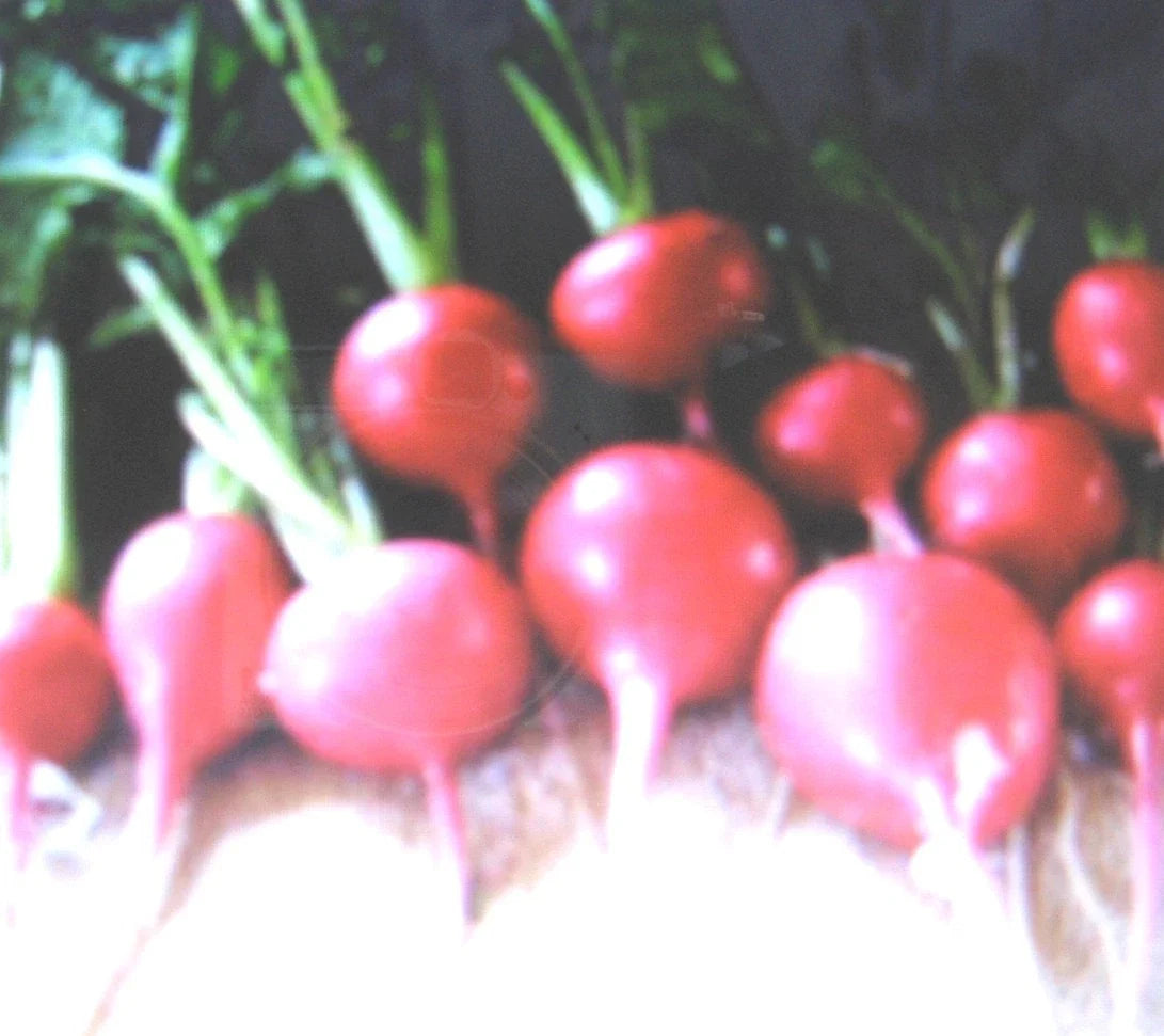 Crimson Giant Radish Seeds - 100 Count, Raphanus sativus, Fast-Growing, Large Red Roots, Crisp, Non-GMO Vegetable Seeds