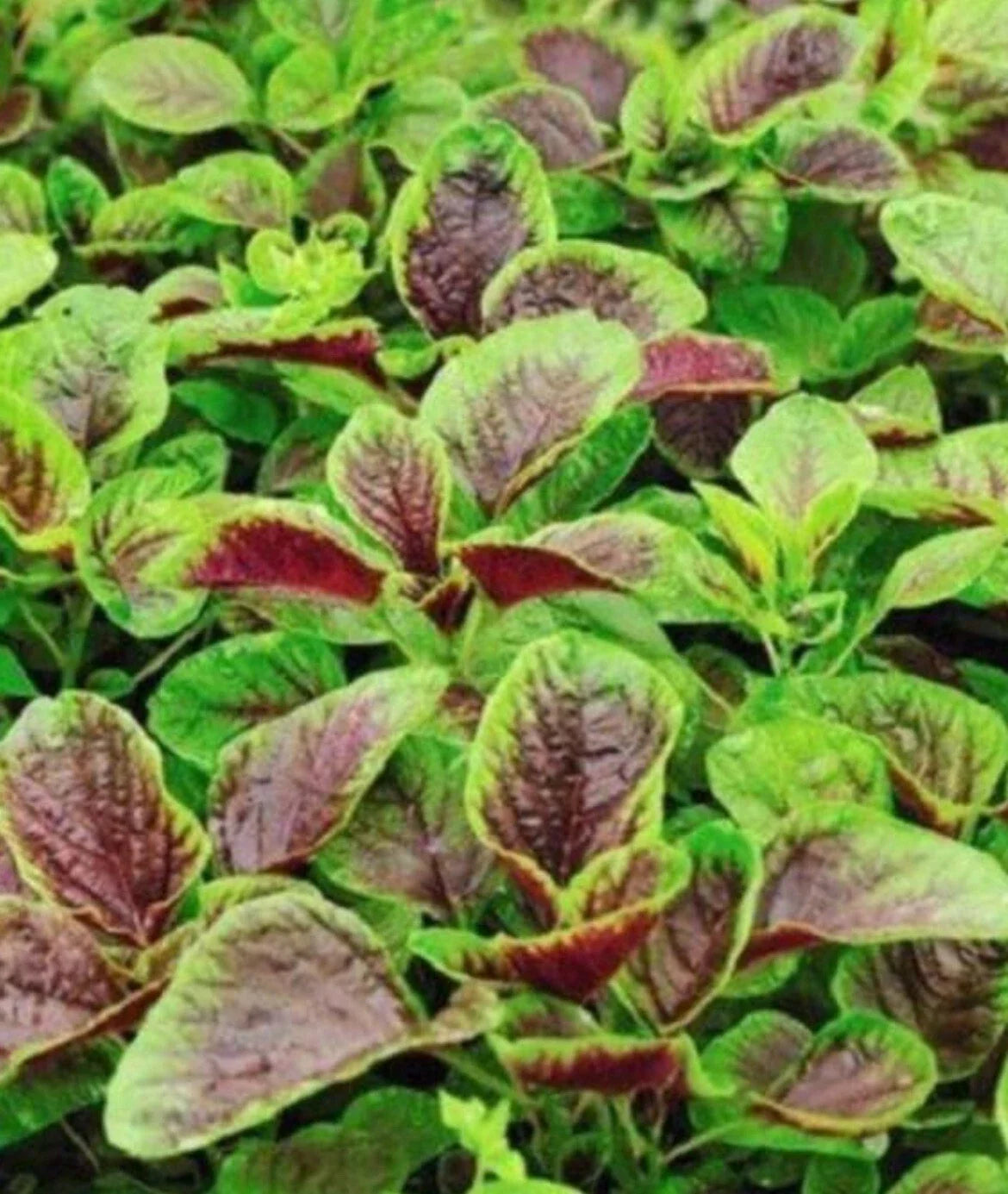 Amaranth Seeds 1000 Packets Red Beauty Red-Striped Leaves Chinese Spinach Yin Cho Callaloo Heirloom Gardening