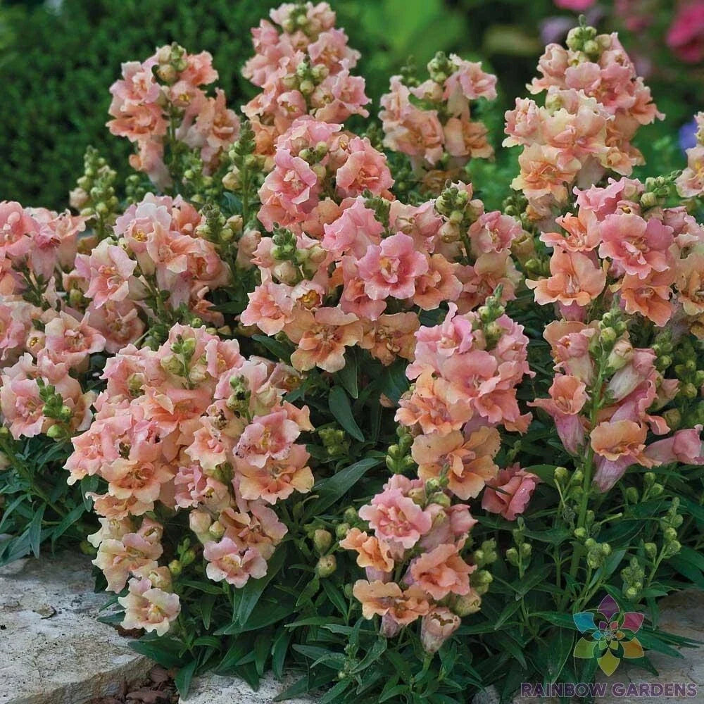Twinny Peach Snapdragon Seeds - 1000+ Antirrhinum majus for Garden Beds & Containers, Vibrant Double Peach Blooms, USA Grown