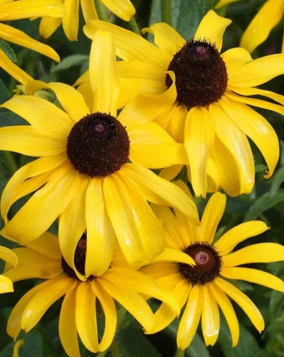 Black Eyed Susan Seeds - GOLDILOCKS Variety - Double Bloom Rudbeckia hirta - Non-GMO, 10,000 Seeds for Gardens