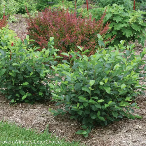 Aronia Black Chokeberry Cuttings 12 Unrooted 6-8" | Aronia melanocarpa Shrubs for Garden, Hedges & Borders