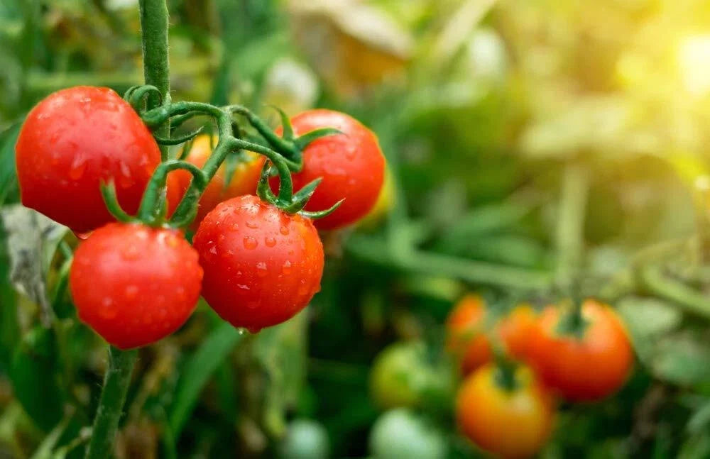 Tiny Tim Tomato Seeds - Dwarf Cherry Tomato Variety - Solanum lycopersicum - 100+ Seeds for Container & Small Garden