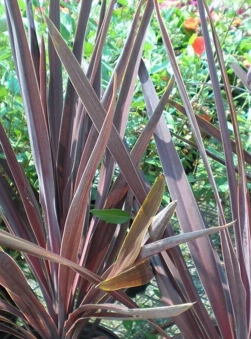 Dracaena 'Bronze Spike' Seeds - 15 Pack, Indoor Houseplant, Ornamental Foliage, Tropical Dracaena marginata