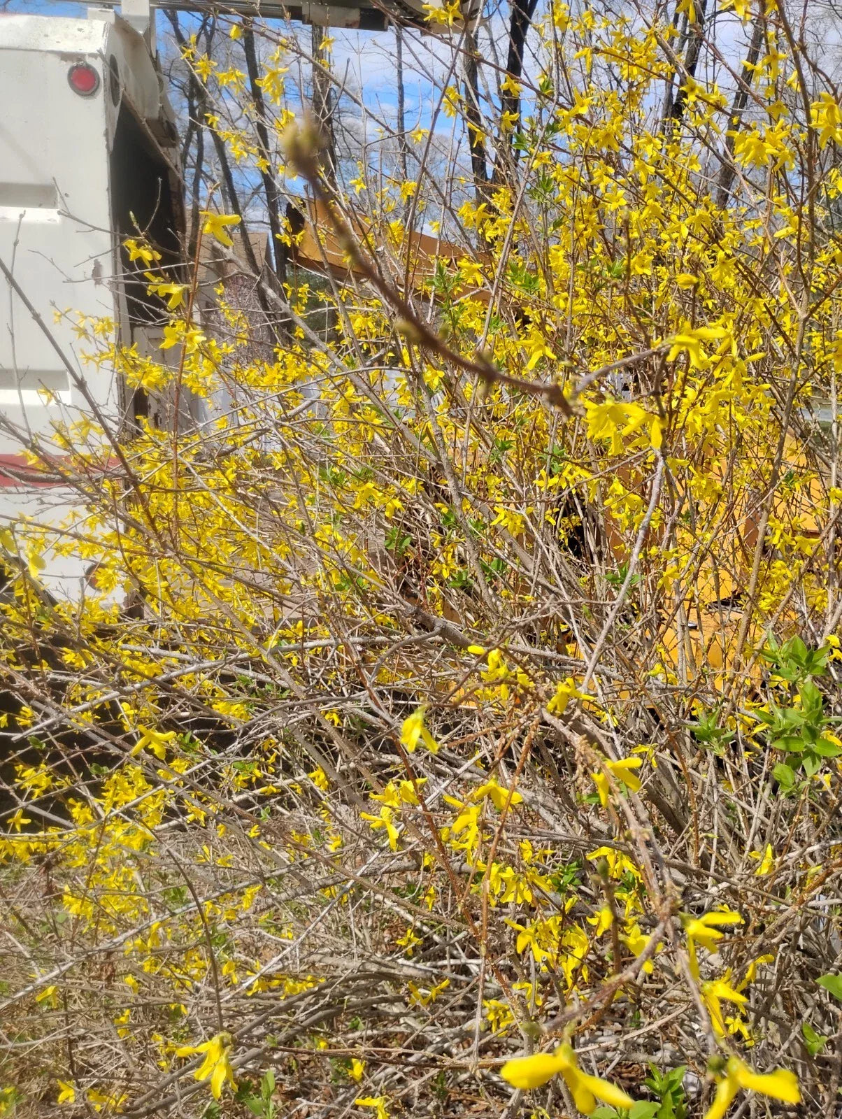Forsythia Cuttings for Rooting - 8 Unrooted Perennial Shrubs with Bright Yellow Flowers - Forsythia spp.