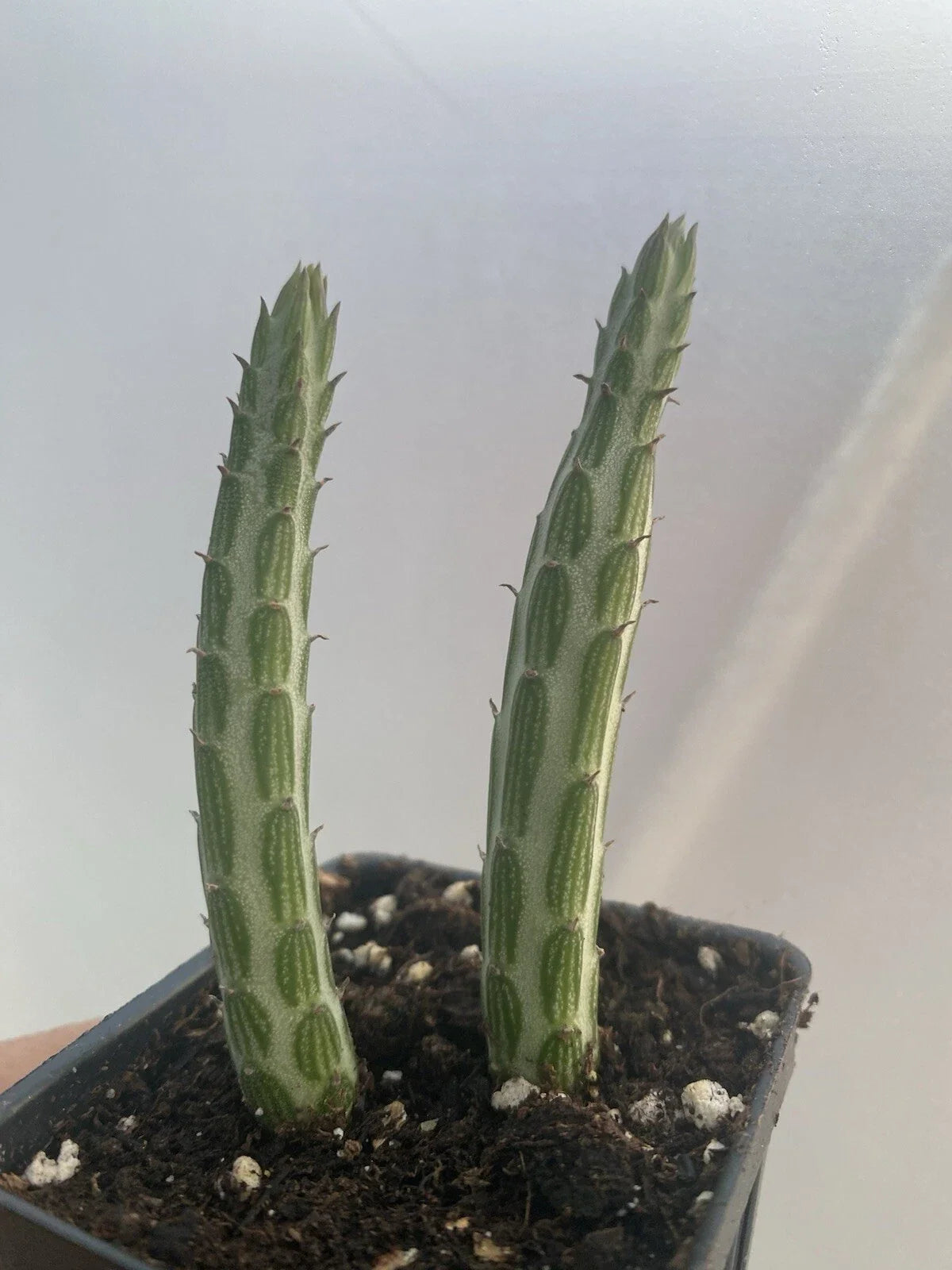 Kleiniia Senecio Stepiliformis Succulent Pickle Plant Cuttings – 2 Rooted Succulents in 2" Pots