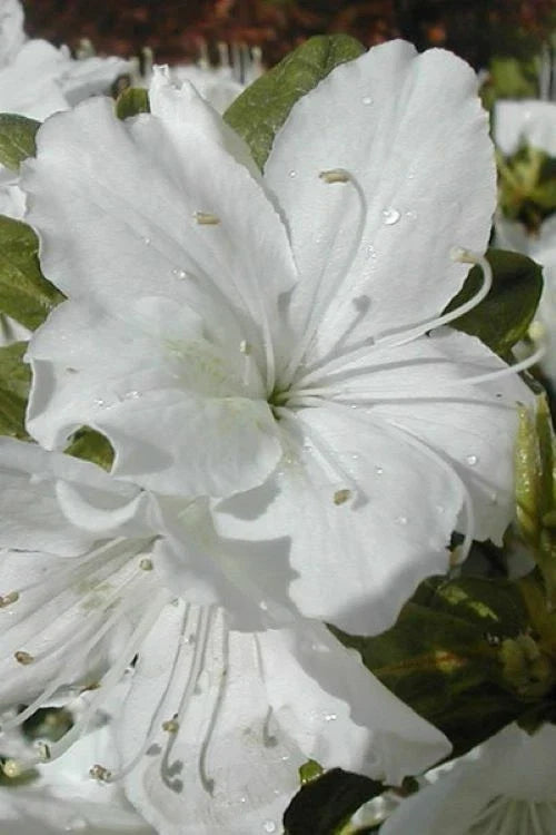 Azalea Starter Plant - Delaware Valley White - Rhododendron 'Delaware Valley White' - Deciduous, White Flowers