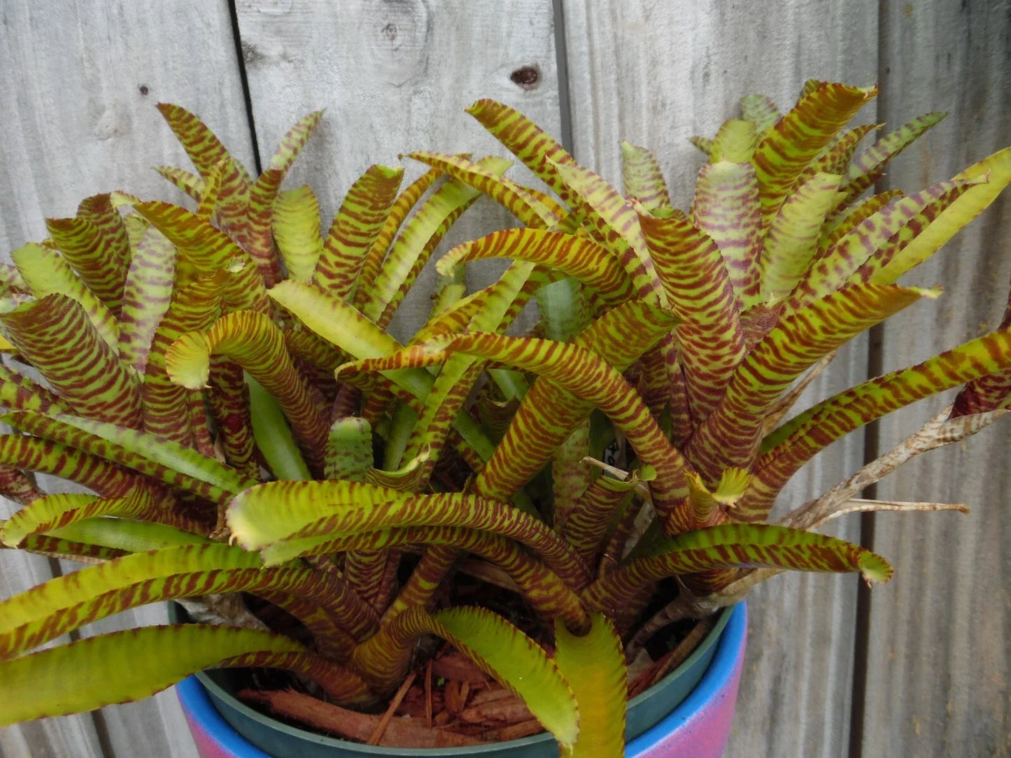 Neoregelia WILD TIGER X ZONATA Bromeliad Plant - Mini Tropical Indoor Plant with Vibrant Tiger-Striped Foliage