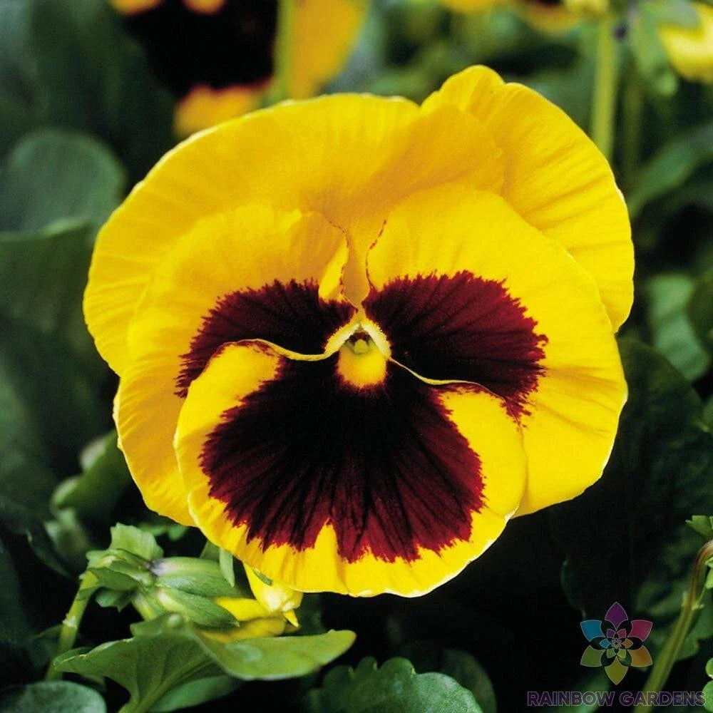 Majestic Giants Yellow Blotch Pansy Seeds - 200+ Viola tricolor Flower Seeds for Garden & Pots