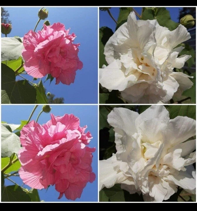 Confederate Cotton Rose Cuttings – Color-Changing Flowers, Hibiscus mutabilis, Garden Plant, Easy to Grow, Pollinator Attractant