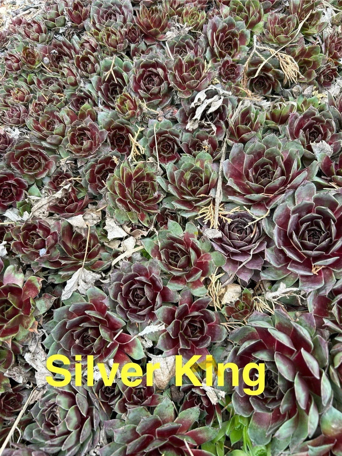 10 Live Hardy Succulents Silver King Sempervivum Hens and Chicks Perennial Outdoor Plants Zones 4-8