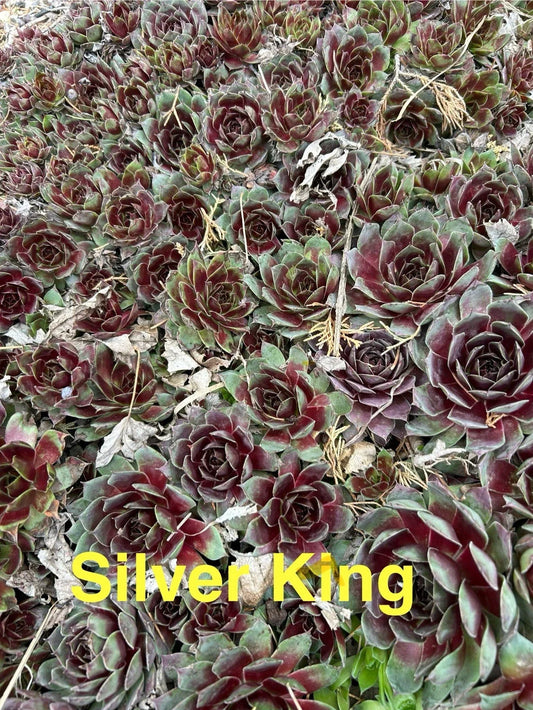 10 Live Hardy Succulents Silver King Sempervivum Hens and Chicks Perennial Outdoor Plants Zones 4-8