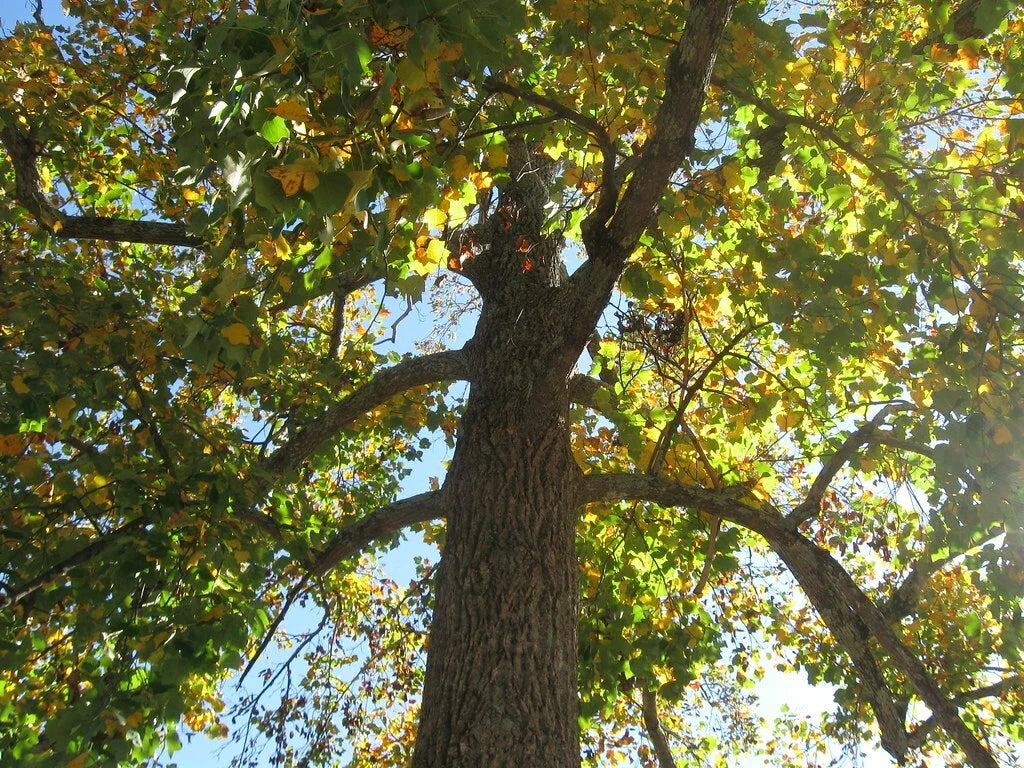 Sycamore Tree Bare Root 18+ Inches Platanus occidentalis Hardy Plant for Zones 5-9, Fast Growing, Freshly Dug