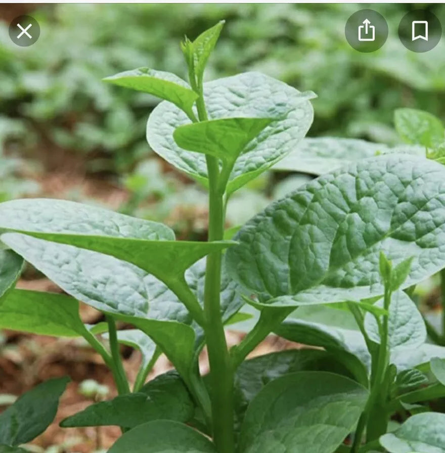 Green Malabar Short Vine Spinach Seeds - 50+ Pack | Basella alba Vietnamese Mung Toi Khong Leo