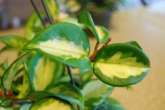 Hoya Carnosa Variegata Wax Plant - 4" Pot - Cream & Green Variegated Leaves