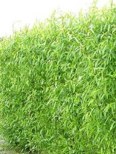 Hybrid Willow Tree Cuttings - 12 Fast Growing Salix × sepulcralis for Windbreaks & Privacy Screens