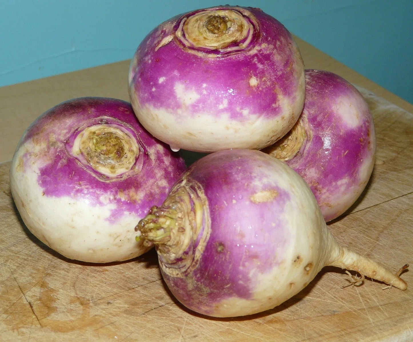 Rutabaga Seeds Bulk 500 Count for Growing Brassica napus Root Vegetables for Soups Stews & Cooking